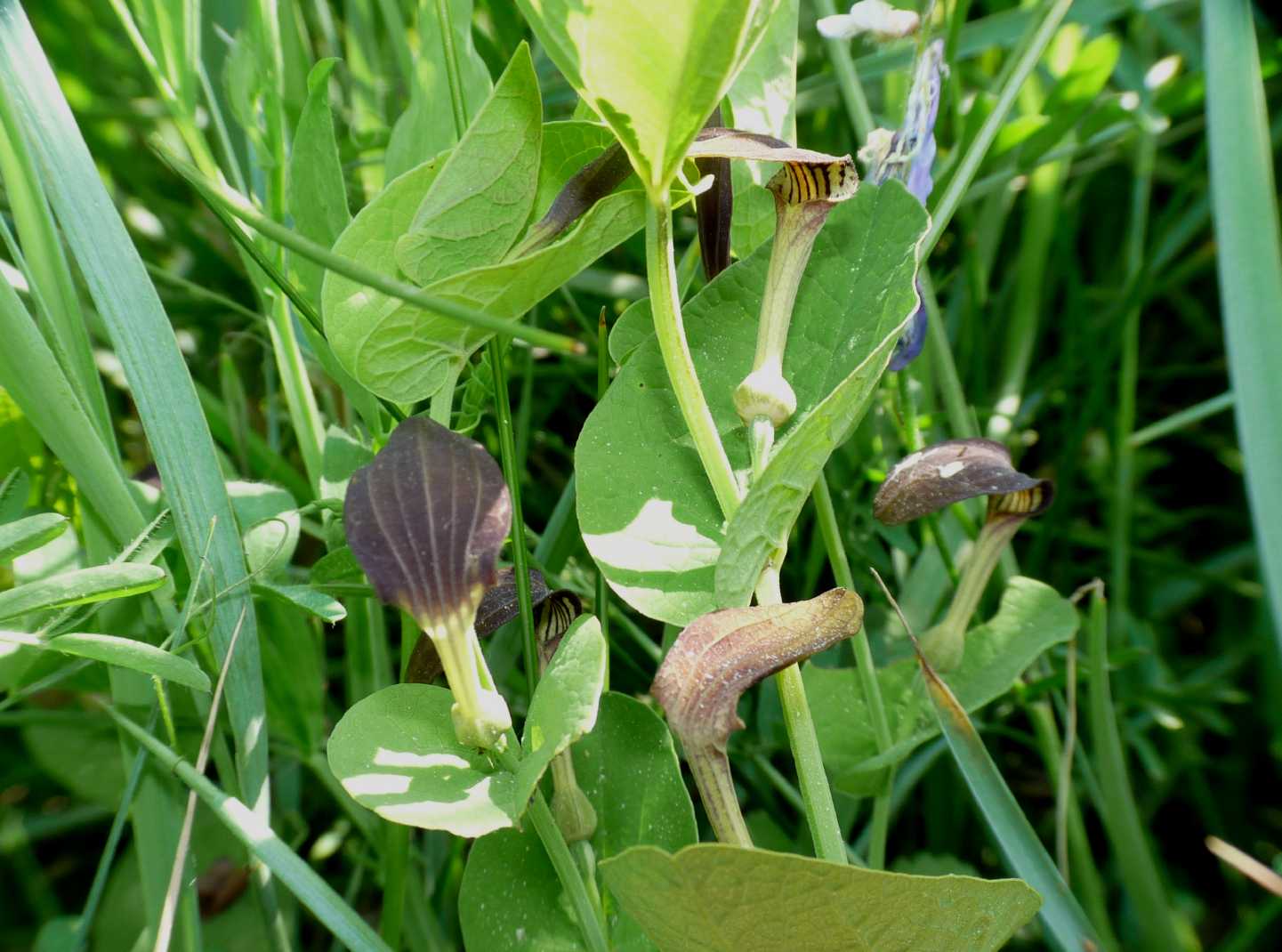 Aristolochia rotunda